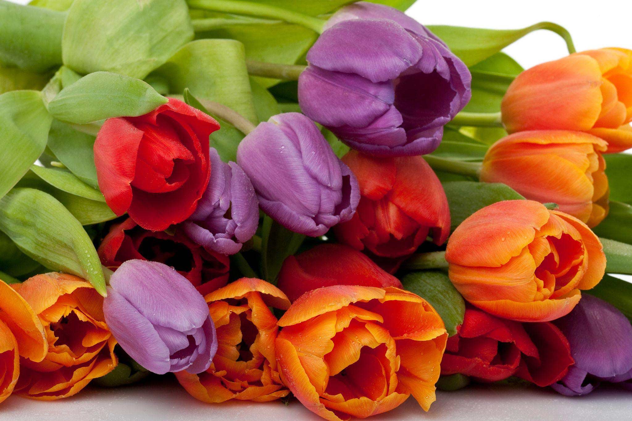 Tulip-blooms
